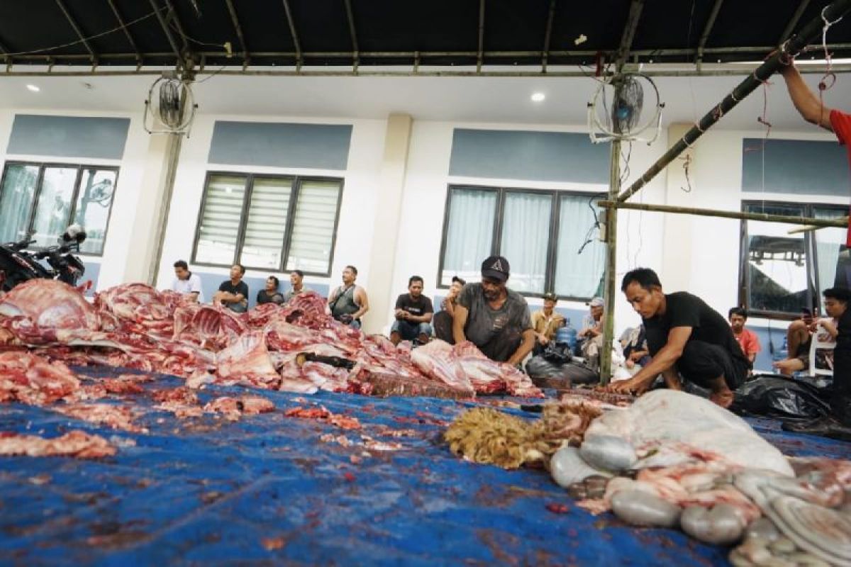710 kambing kurban di Ponpes Tahfidz Sulaimaniyah Medan,  Ijeck: ini kepercayaan masyarakat