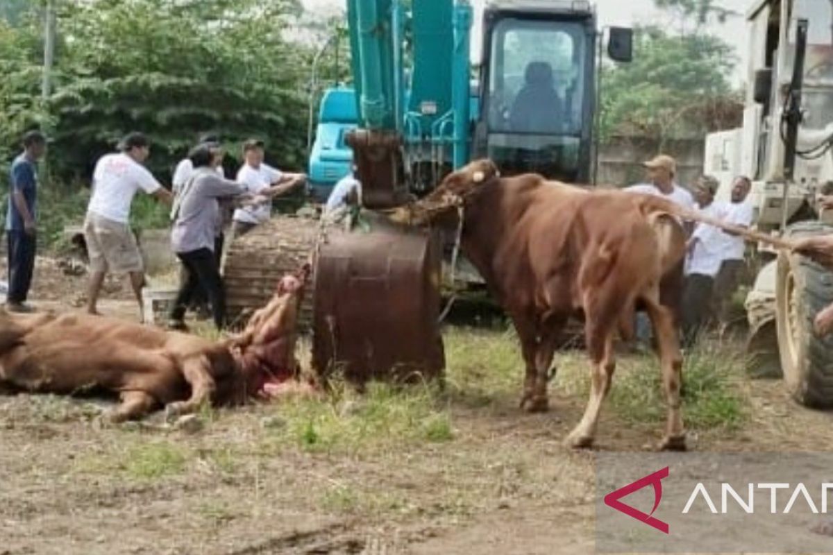 Bupati Karawang pastikan kesehatan hewan kurban pada  Hari Raya Idul Adha