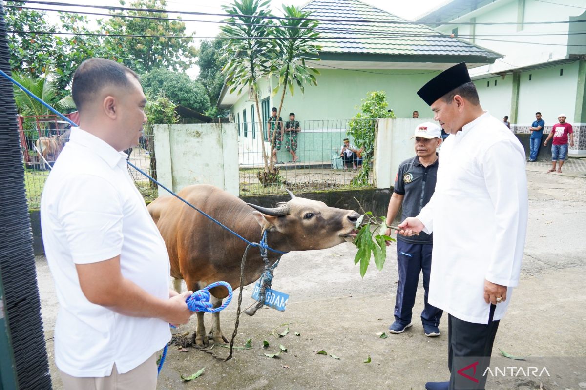 Kodam Pattimura  sembelih 17 hewan kurban untuk dibagikan kepada warga
