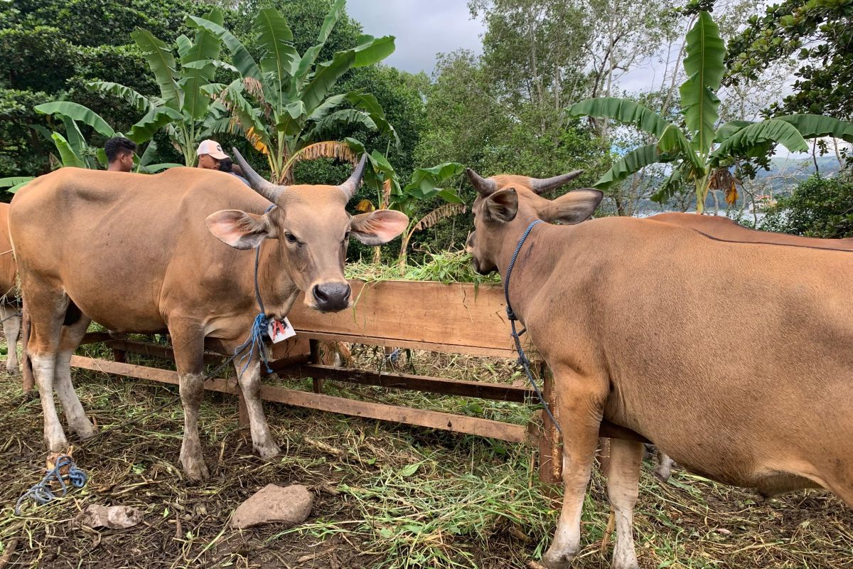 Pemkab Maluku Tengah salurkan 36 sapi untuk Idul  Adha 2024