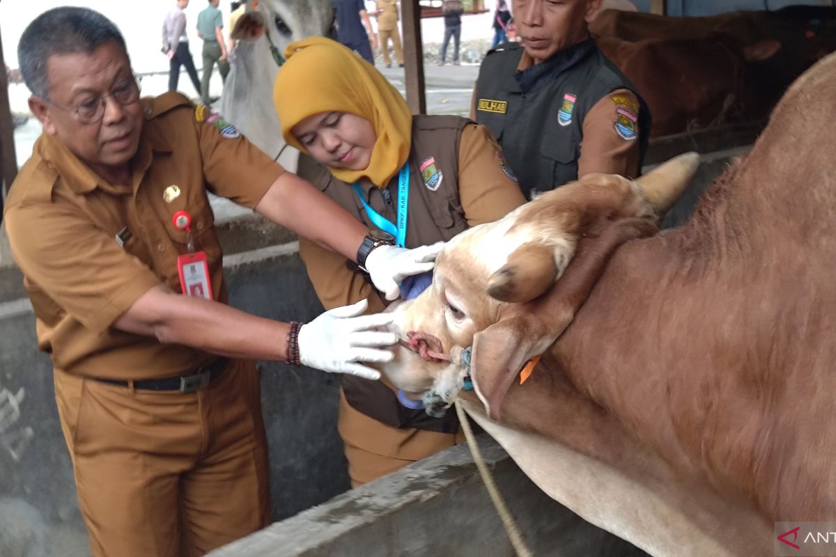 DPKP Tangerang temukan delapan kasus cacing hati pada hewan kurban