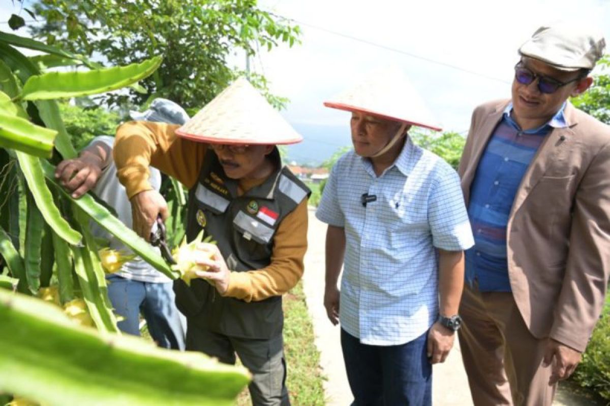 Pemkab Kuningan kenalkan  destinasi wisata baru kebun buah naga kuning untuk wisatawan