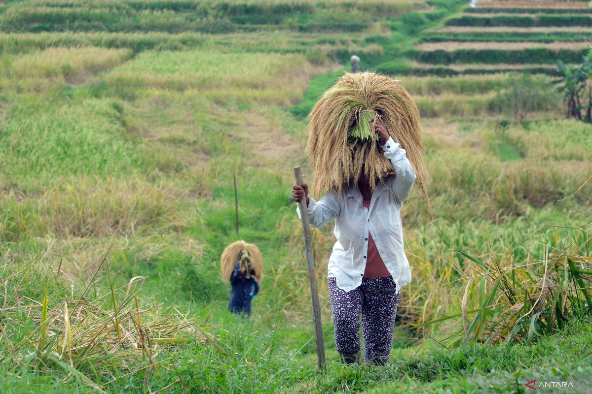 Counting down to food self-sufficiency under Prabowo