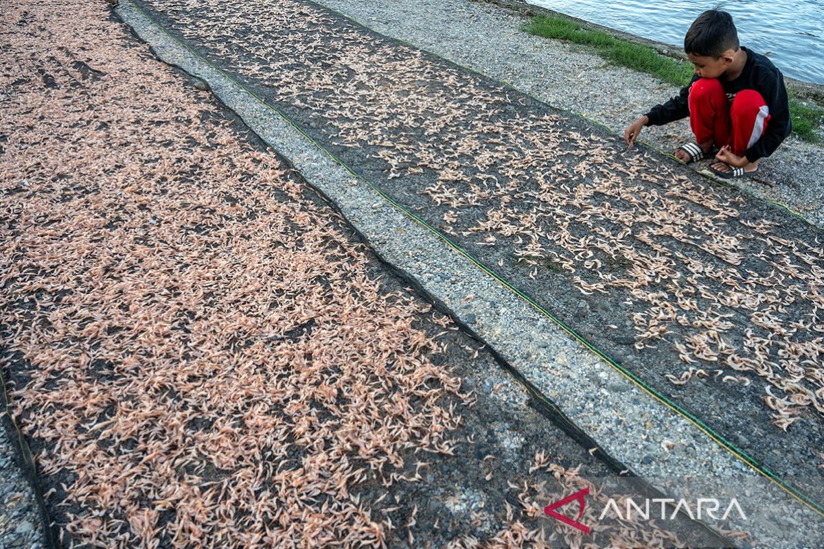 Anomali cuaca dongkar harga ebi di PaLu