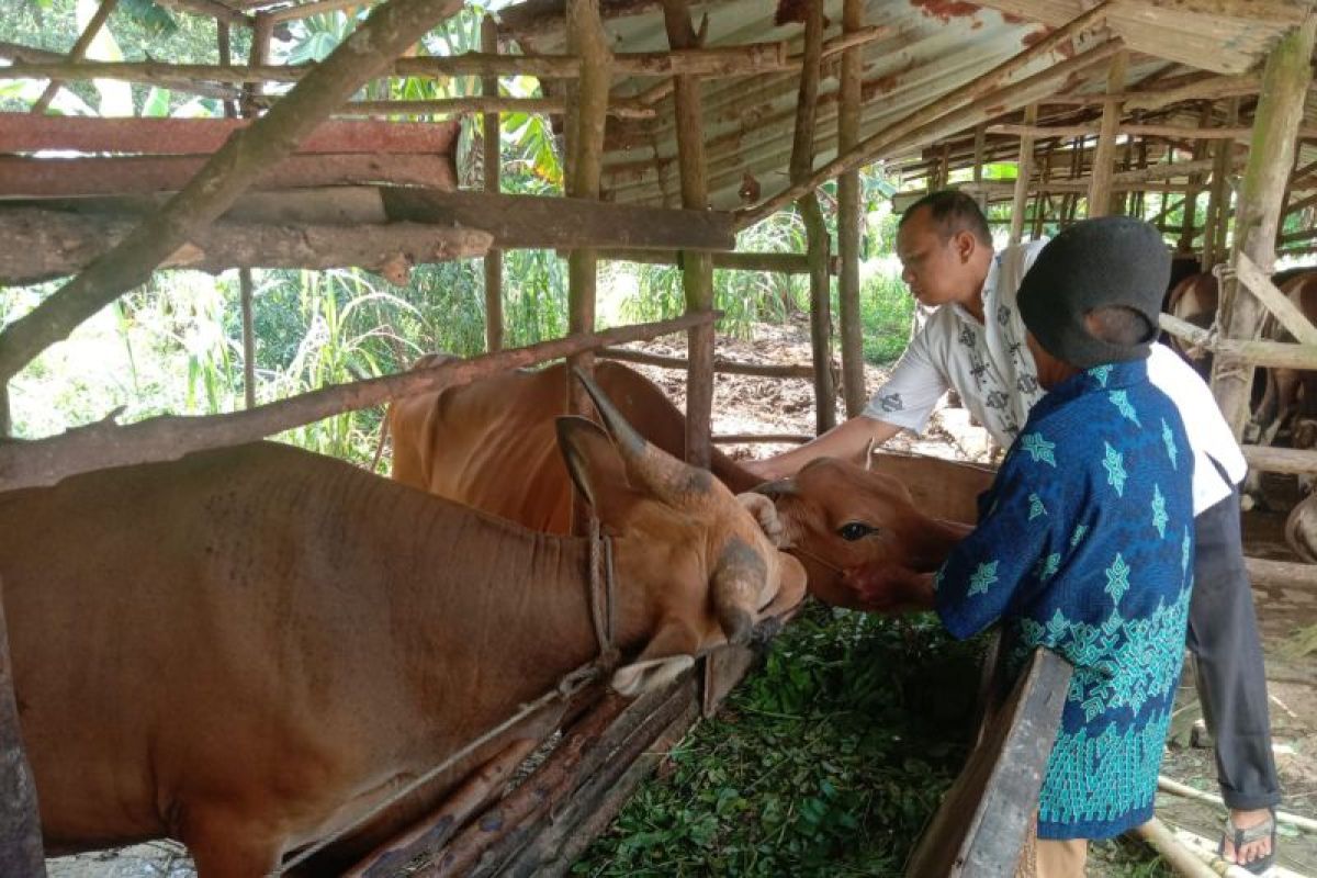 DKPP Bintan Kepri temukan kasus cacing hati pada hewan kurban