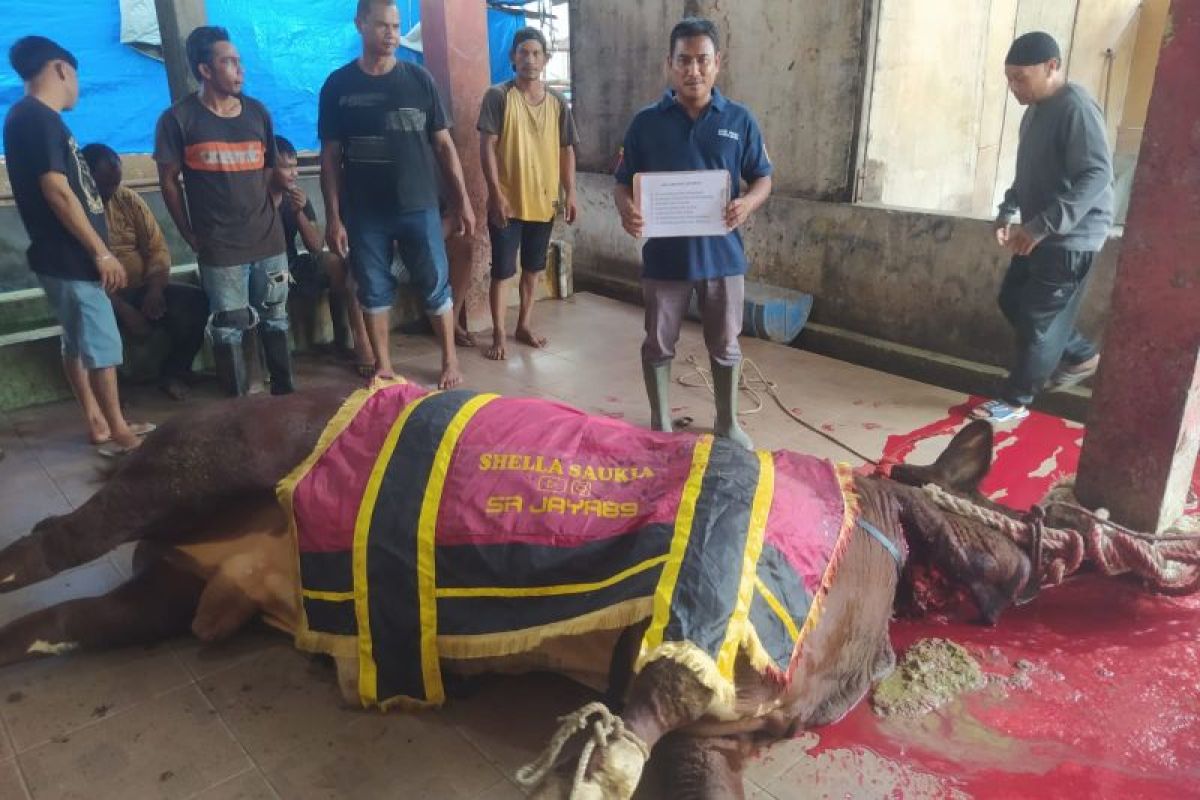 Selebgram Shella Saukia sumbang sapi kurban 1,2 ton untuk warga Kota Banda Aceh