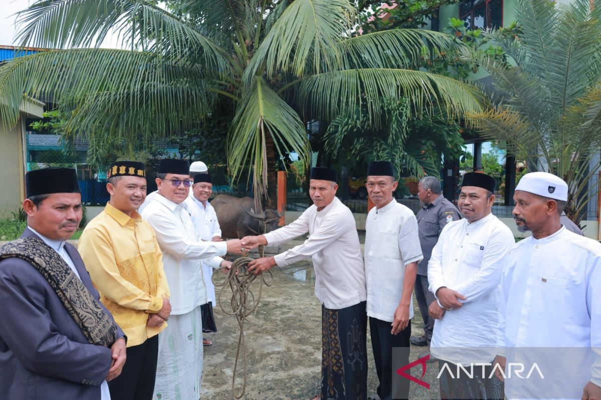 Pemkab Aceh Barat sembelih 38 ekor Kerbau untuk Qurban