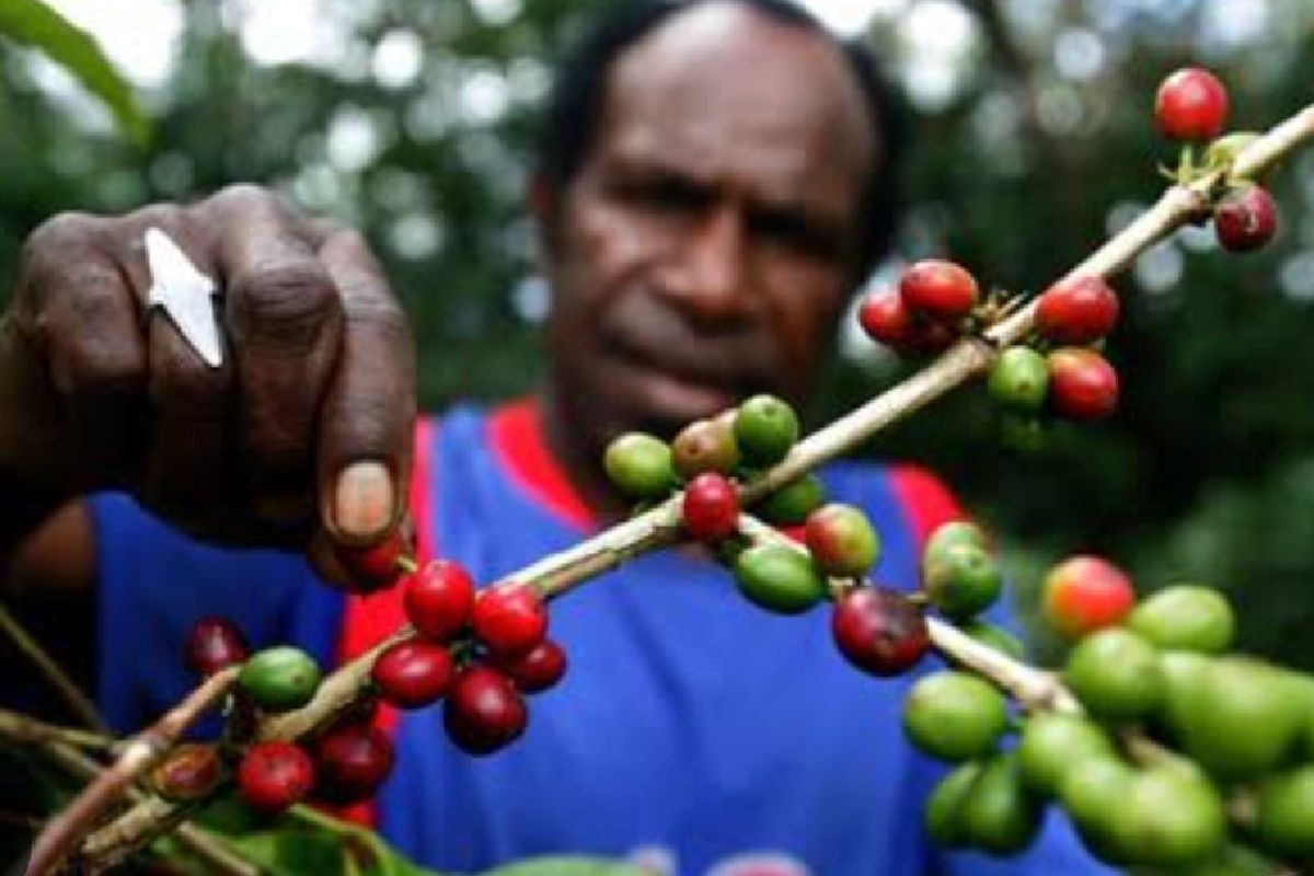 Kopi Papua makin diminati pengusaha mancanegara