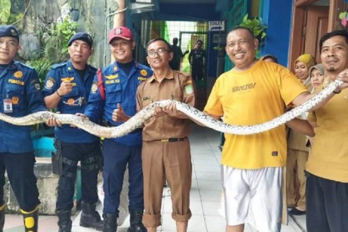 BPBD Kota Tangerang tangani 70 laporan temuan ular