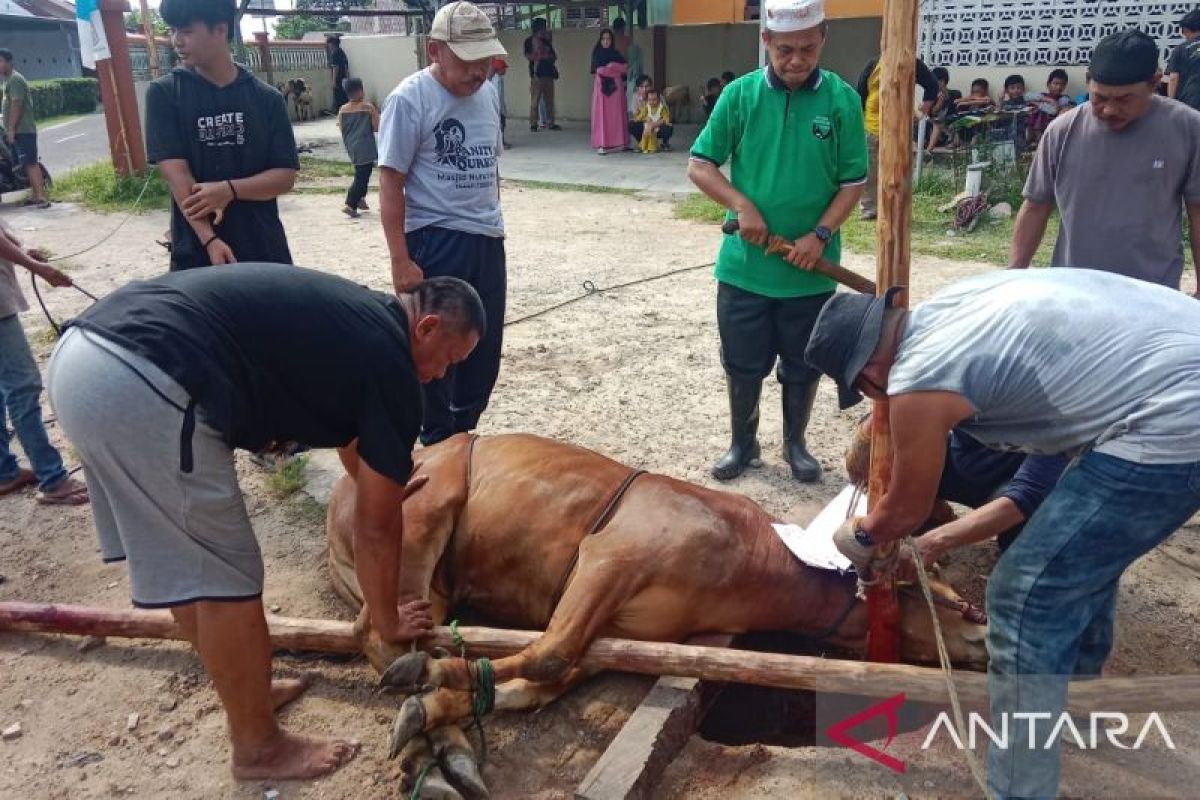 Masjid Nurul Huda Tanjung Pandan sembelih 11 hewan kurban