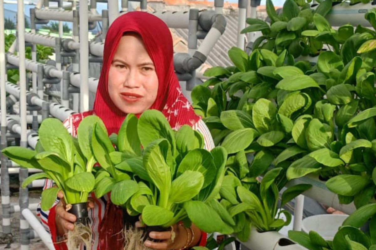 KWT Hijau Lestari di Kepulauan Seribu panen sayuran hidroponik di Pulau Pramuka