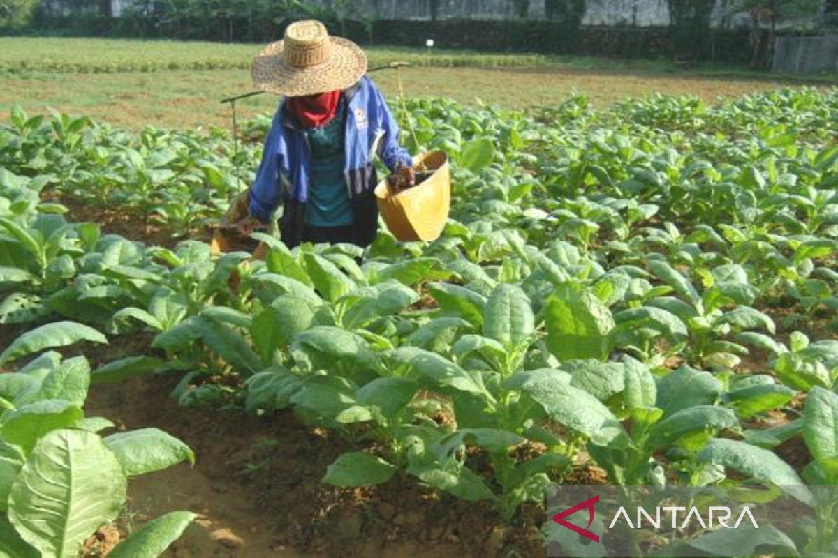 Pemkab Pamekasan bantu petani alat rajang tembakau