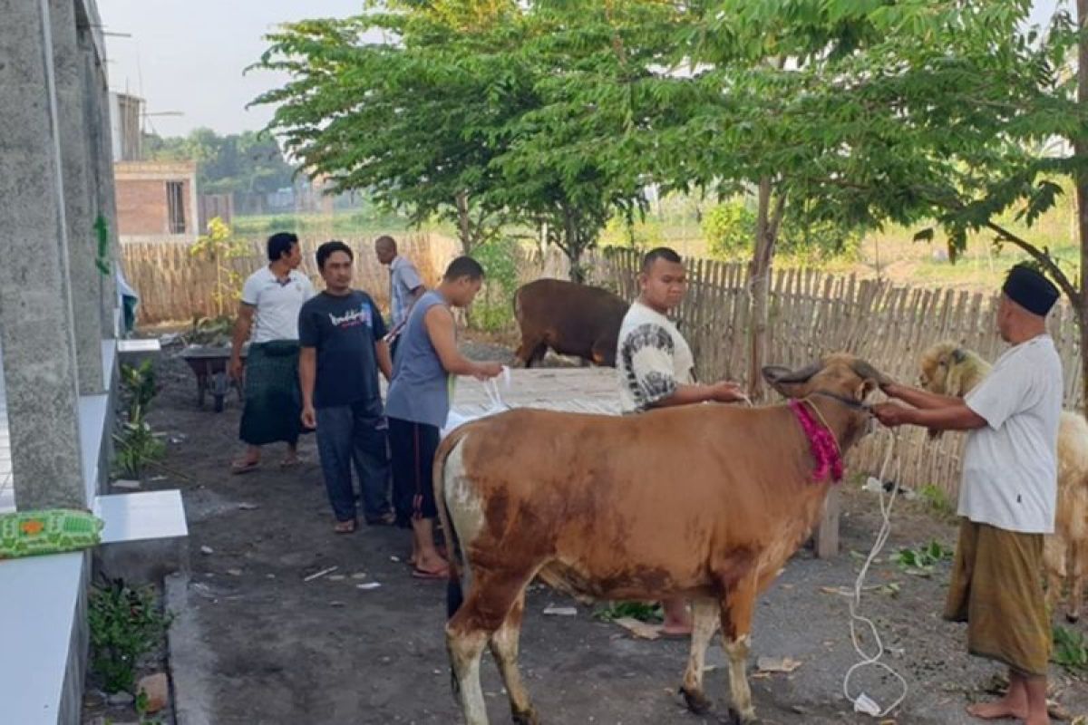 Pengurus Yafama NW Montong Tangi sembelih empat hewan kurban