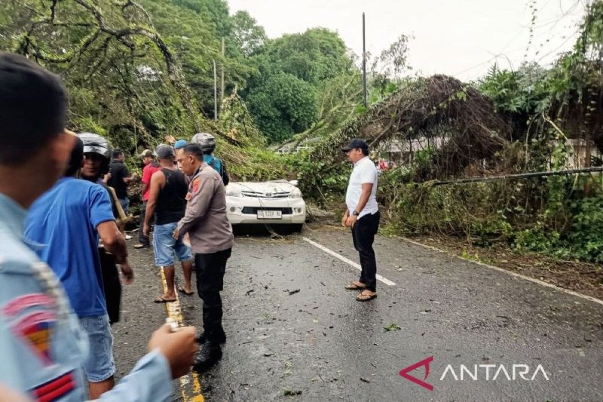 Hujan deras, pengemudi mobil tewas tertimpa pohon tumbang di Ambon