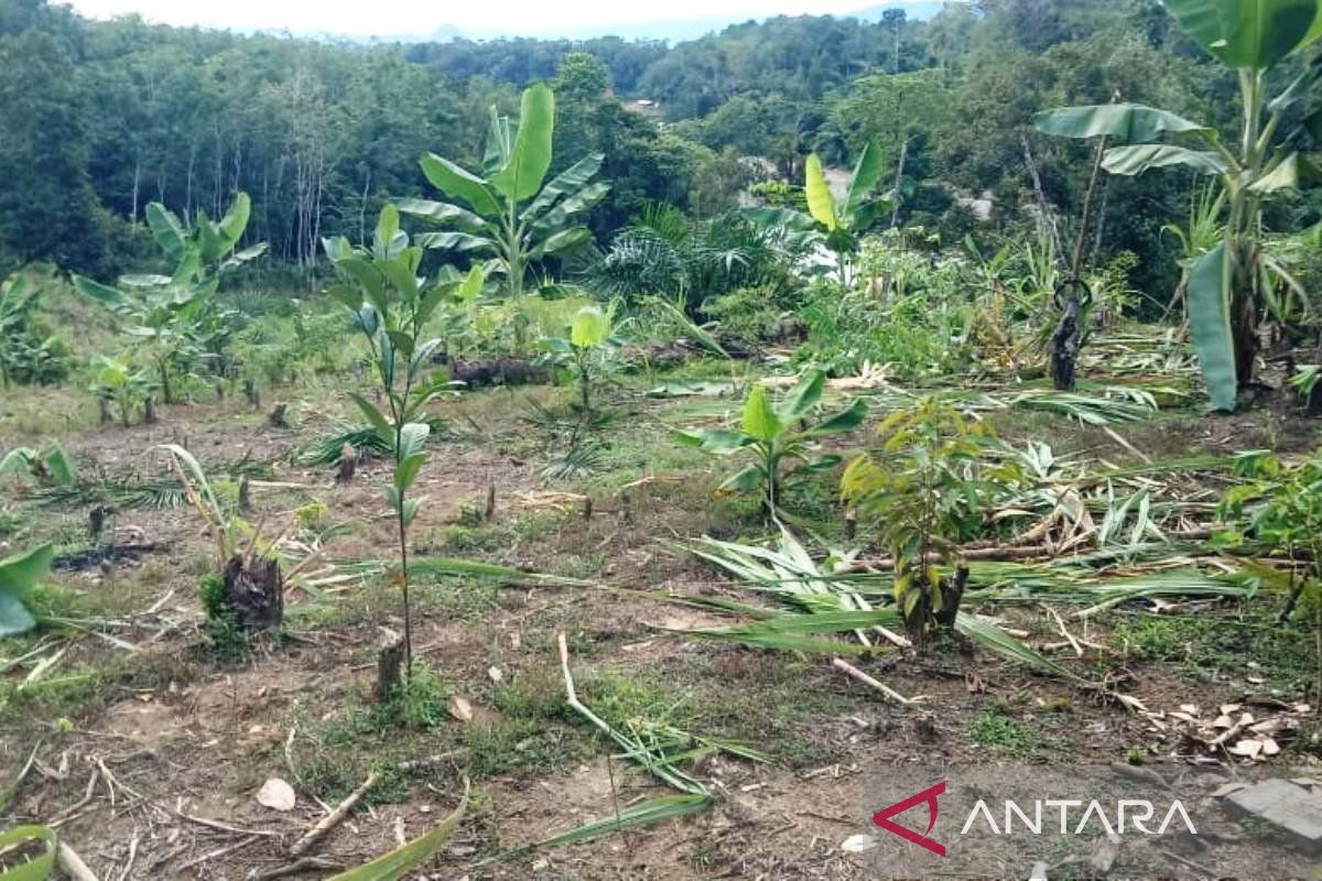 Pemkab Aceh Barat laporkan gangguan gajah ke BKSDA