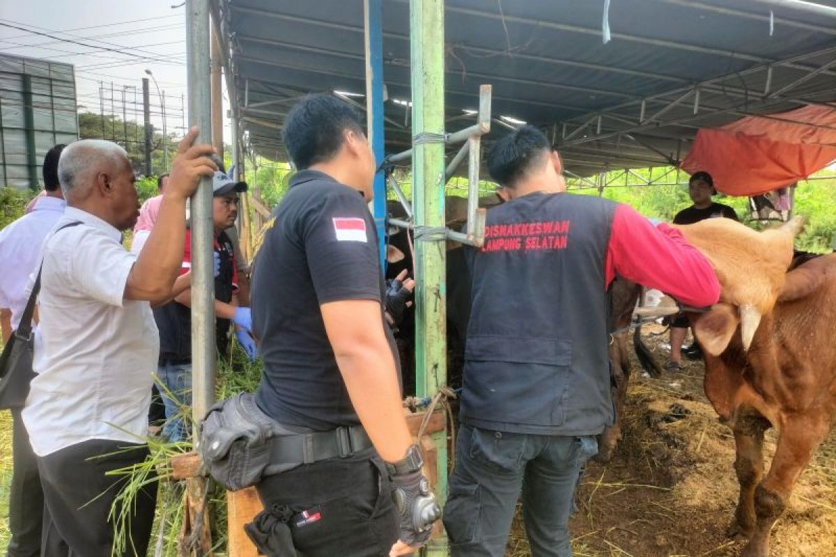 Lampung Selatan temukan dua hewan kurban terinfeksi cacing hati