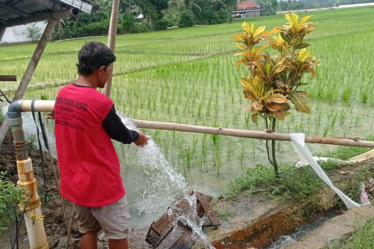 Lebak optimalkan lahan 331 ribu hektare perkuat produksi pangan 