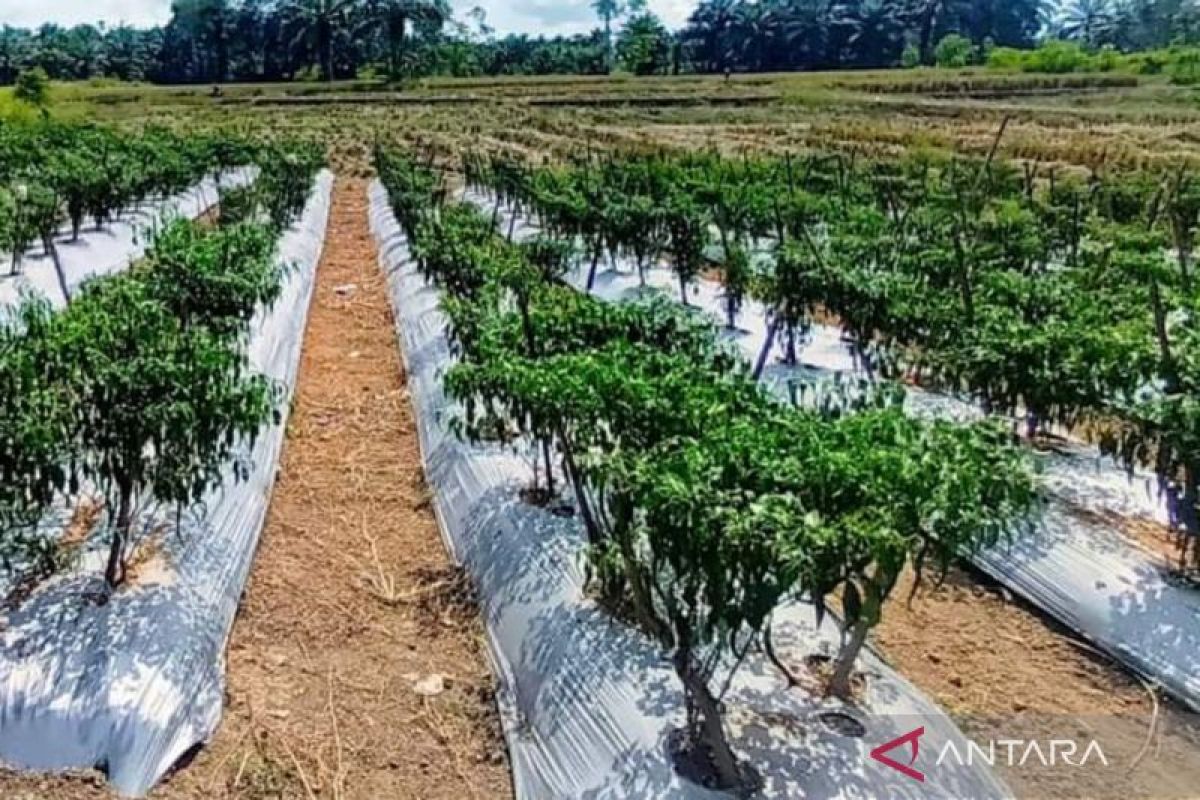 Harga cabai merah di Mukomuko capai Rp90 ribu per Kg