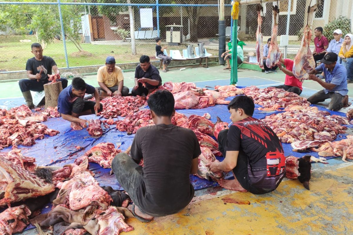 PLN Aceh potong 51 ekor Sapi dan 7 ekor kambing kurban