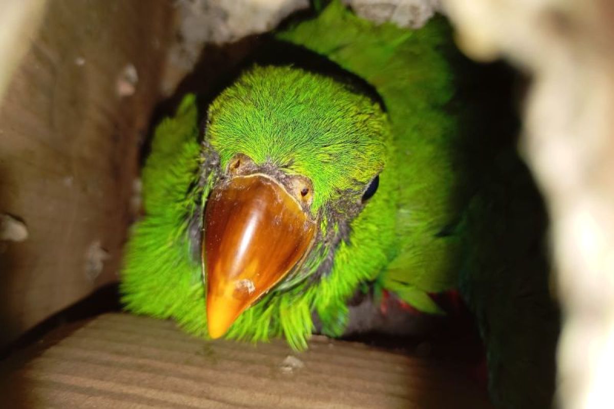 BKSDA Maluku amankan burung endemik di kantong plastik dari warga