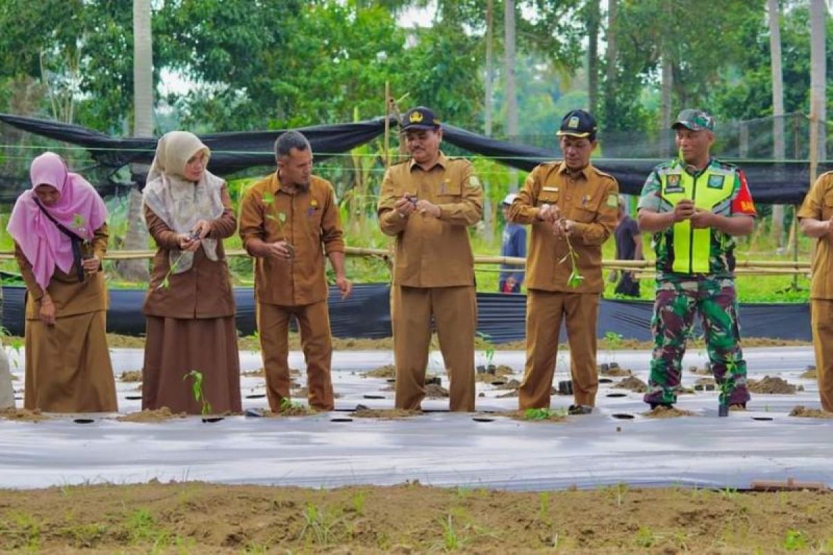 Aceh Besar targetkan tanam cabai merah seluas 210 hektare