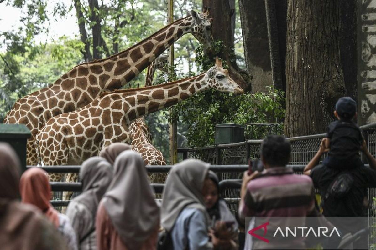 Pemilik kendaraan wajib bawa STNK untuk masuk ke Margasatwa Ragunan