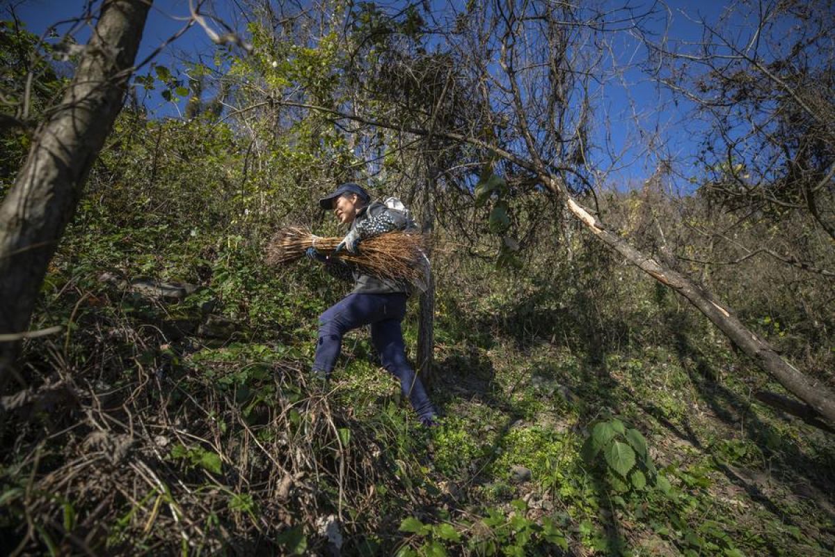 Hutan habitat pohon yang terancam punah ditemukan di China barat daya