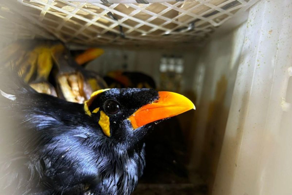Karantina Lampung berhasil gagalkan pengiriman burung tanpa dokumen di Bakauheni