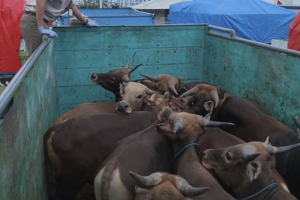 BKHIT Maluku catat peningkatan pengiriman ternak menjelang perayaan Idul Adha