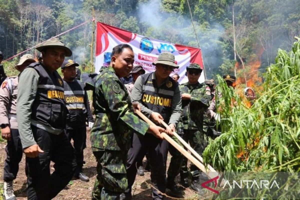 BNN musnahkan 2,5 hektare lahan ganja di Aceh Besar