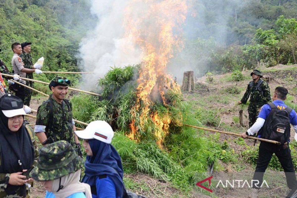 Ladang ganja 2,5 hektare di Aceh Besar dimusnahkan