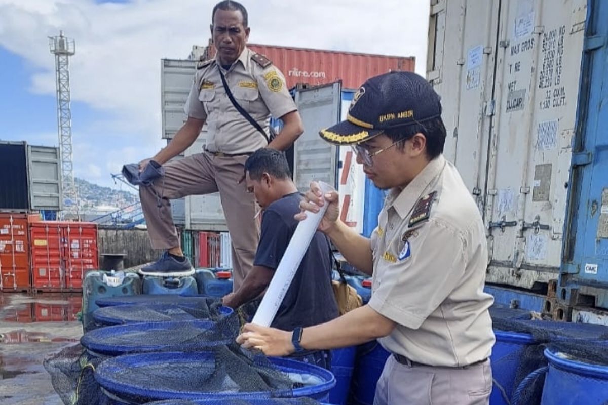 BKHIT Maluku uji laboratorium ribuan belut hidup sebelum dikirim ke Pulau Jawa