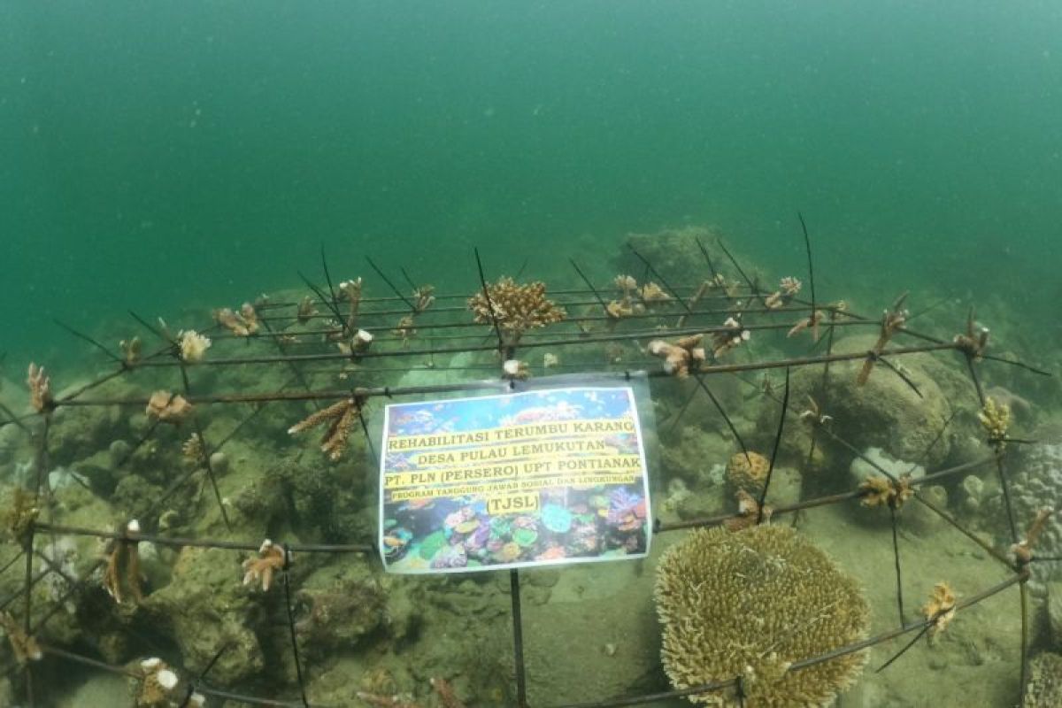 PLN ikut rehabilitasi terumbu karang di Pulau Lemukutan