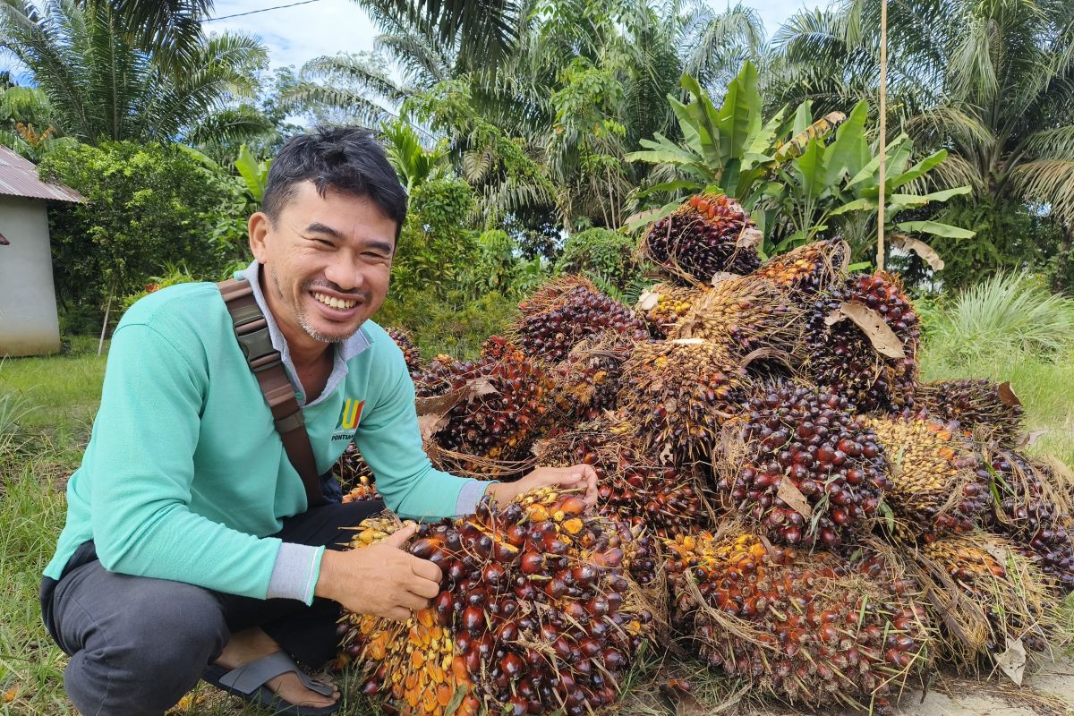 Harga buah sawit terkini Kalbar Rp2.731 per kilogram