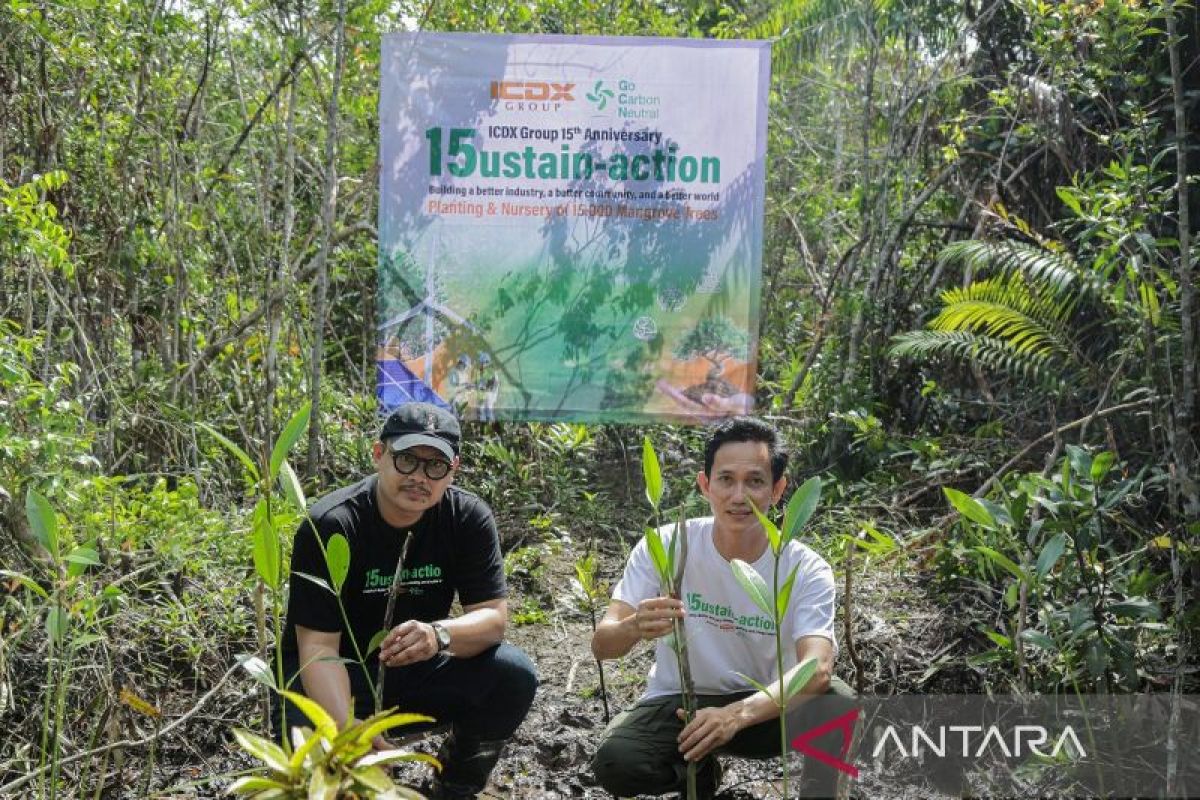 Peringati HUT ke-15, ICDX tanam 15.000 mangrove di Pulau Bangka