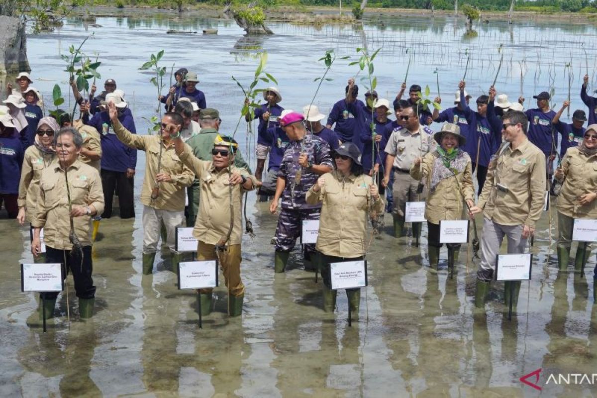 Kaltara-BRGM dan Bank Dunia tanam mangrove di lahan 344 hektare