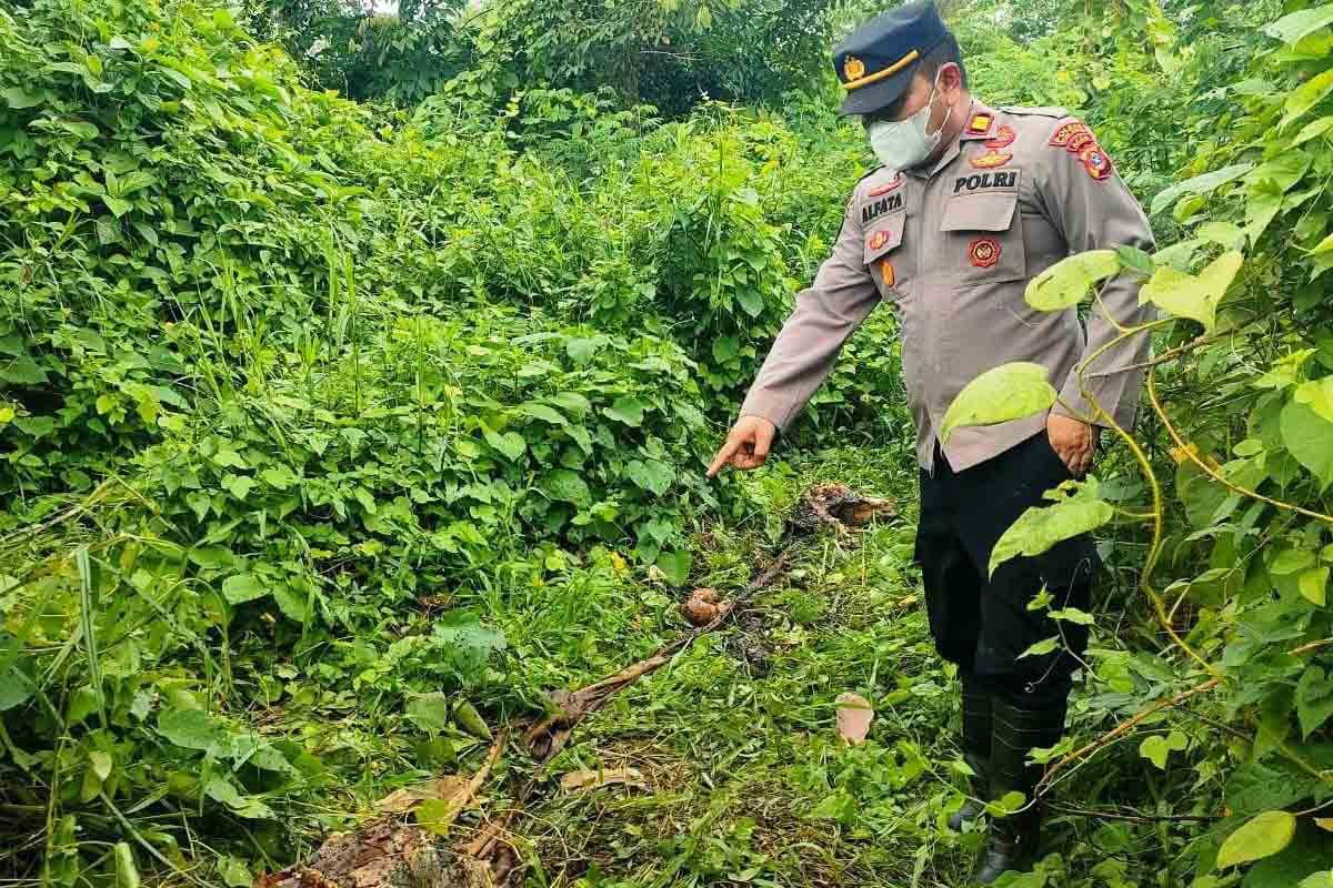 Harimau mangsa ternak warga di Aceh Timur