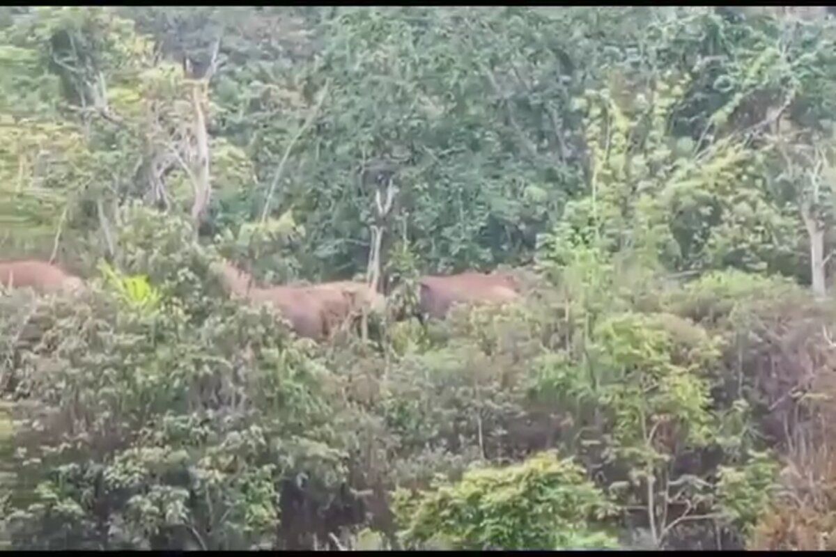 Kawanan gajah kembali masuk pemukiman warga di Suoh Lampung Barat