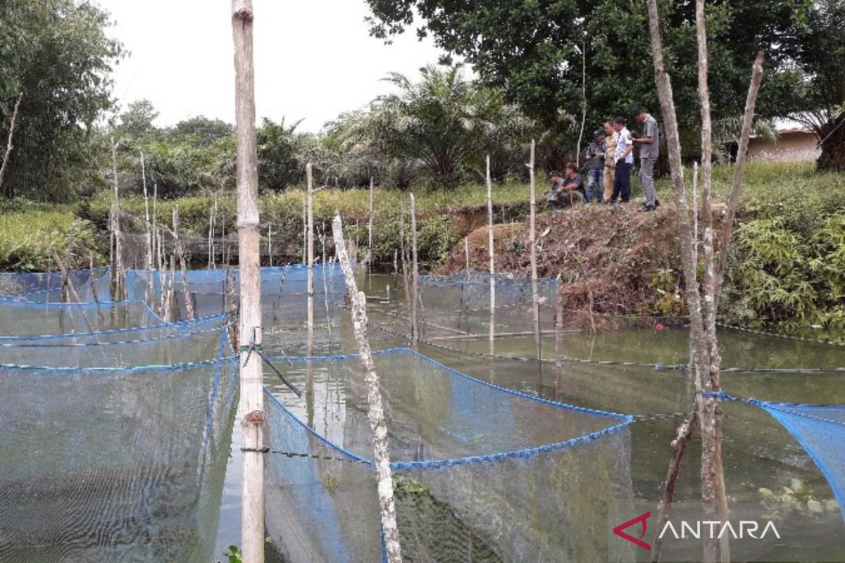 Pemerintah Bangka Barat dampingi pelaku budidaya perikanan