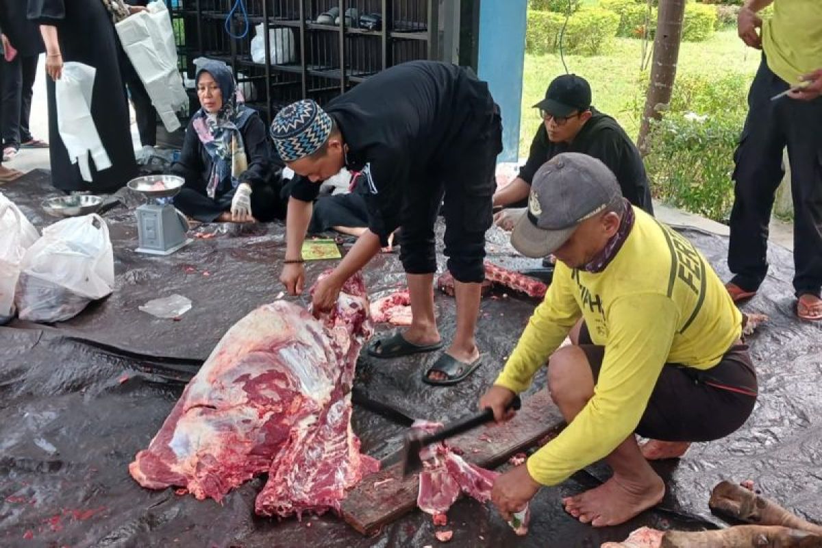 Petugas kebersihan di Tanah Bumbu berkurban delapan ekor sapi