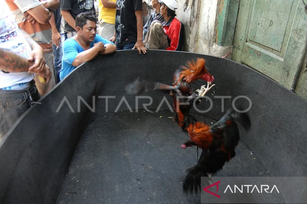 Kapolda Sulsel copot Kapolsek di Bone karena terlibat judi sabung ayam