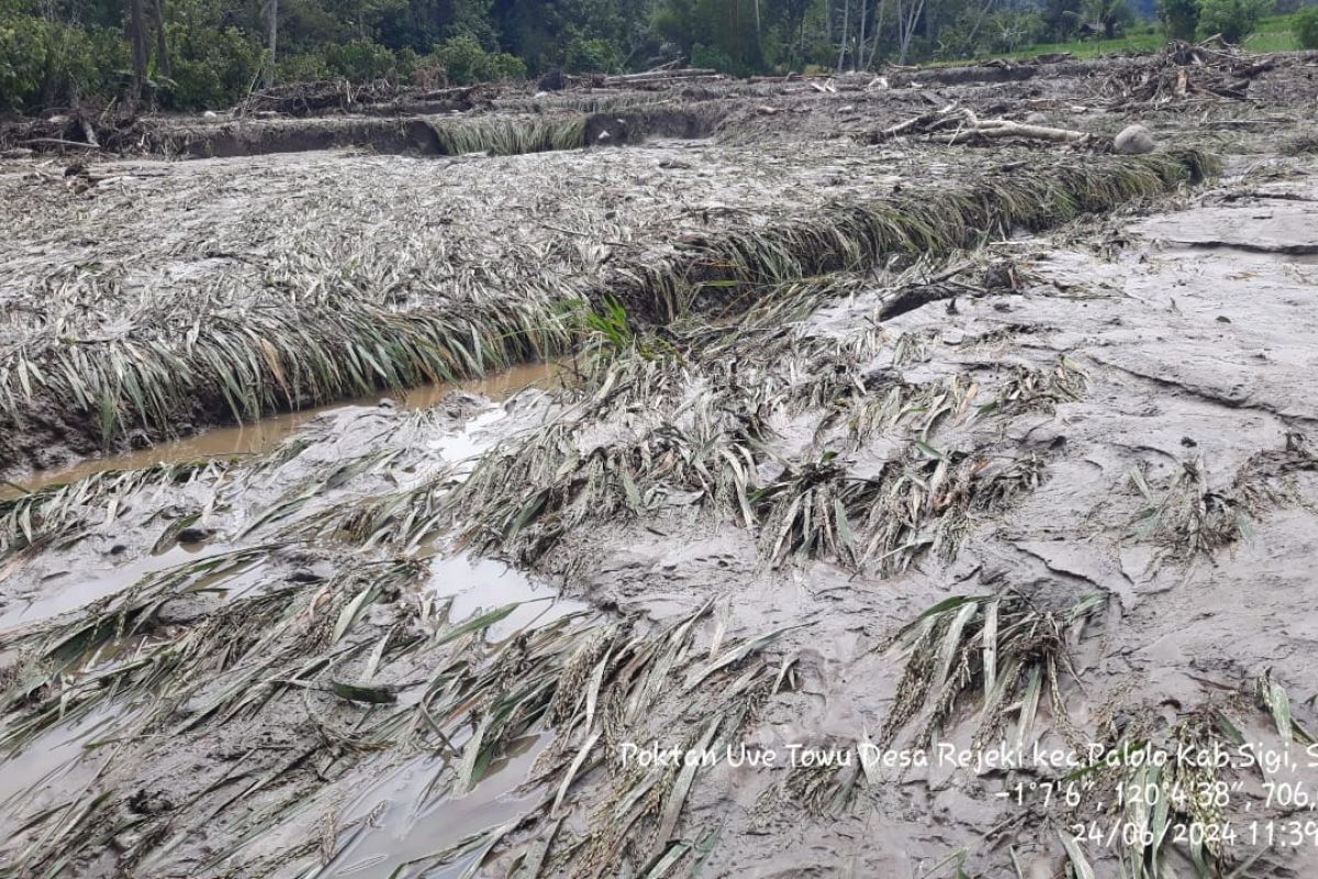 Pemkab Sigi data lahan pertanian rusak akibat banjir di Palolo