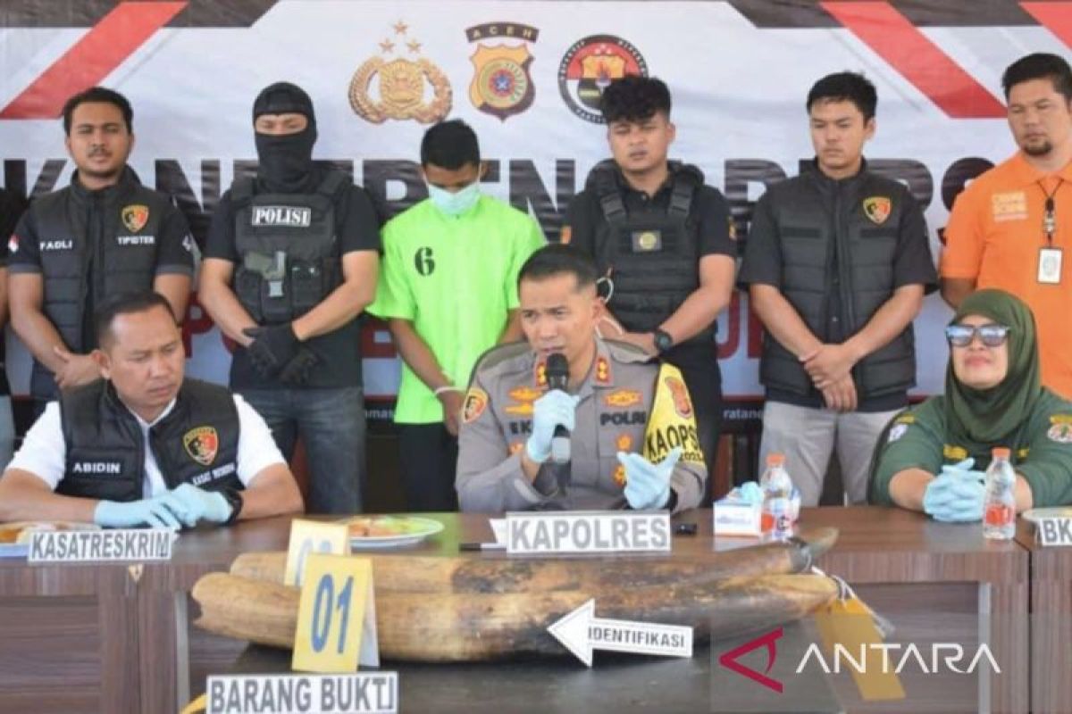 Polres Gayo Lues tangkap pelaku perdagangan gading gajah