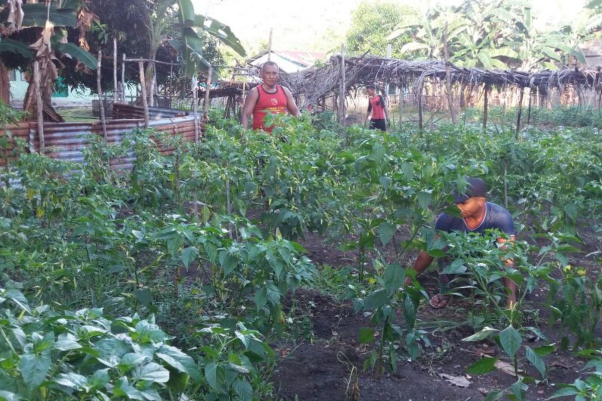 TPID Kota Ternate kembangkan komoditas cabai tekan inflasi