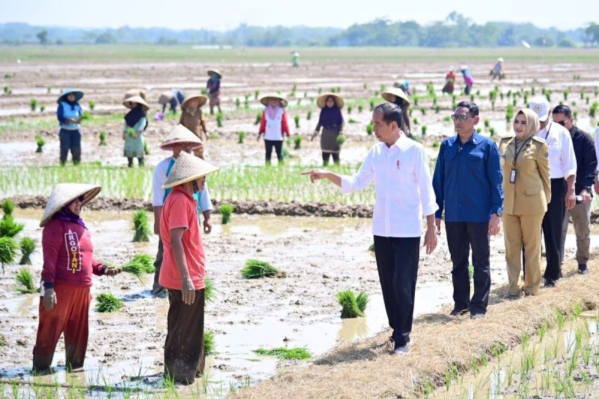 Presiden Jokowi cek pompanisasi pertanian Kotim pastikan berjalan baik