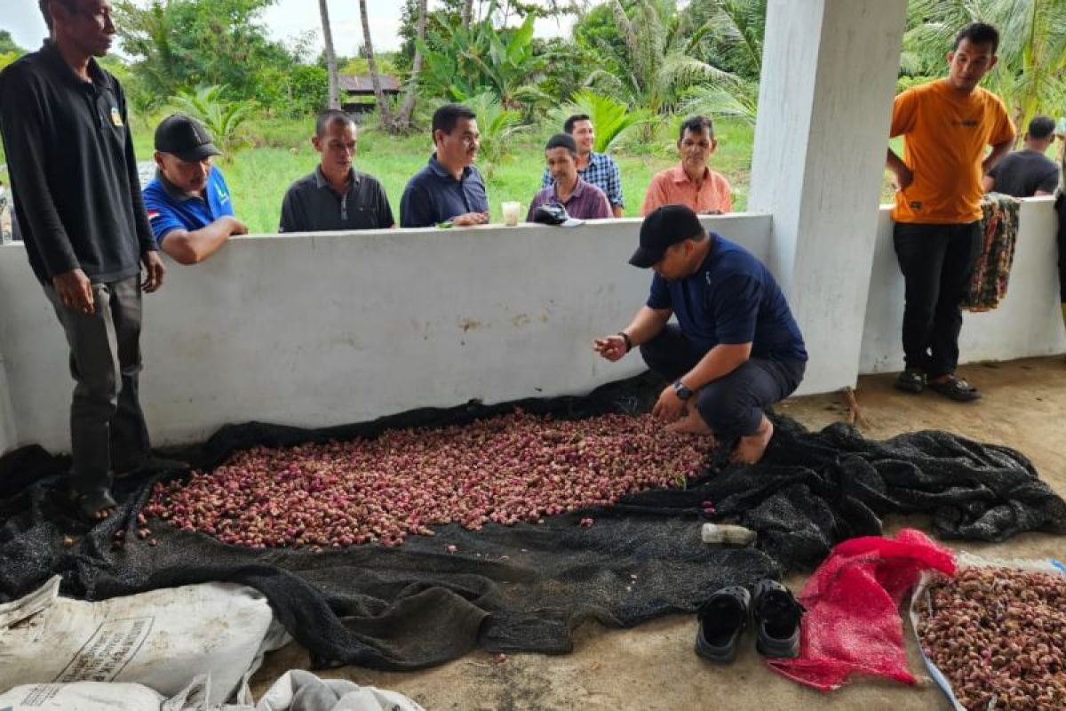 Aceh Besar targetkan penanaman bawang merah seluas 45 hektare