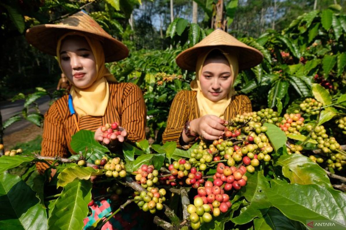 Babel kemarin, pantau daerah rawan banjir hingga industri kopi Belitung Timur