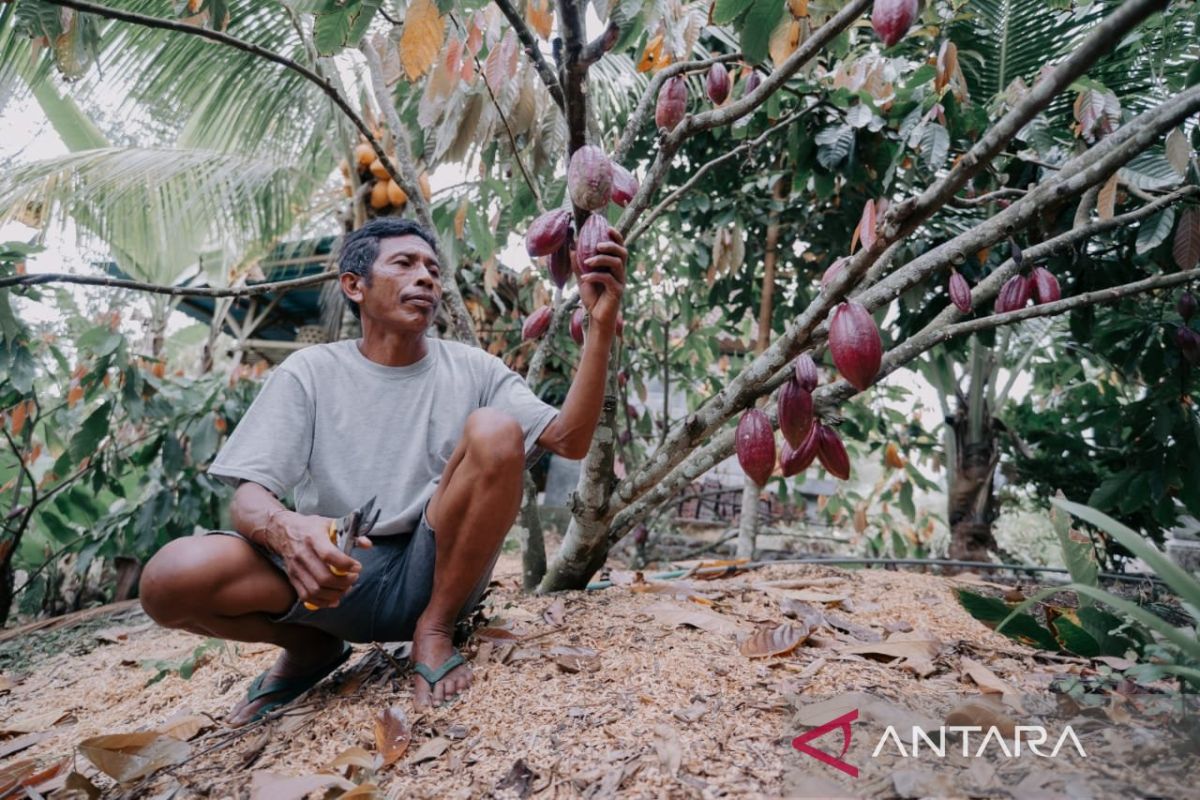 Petani kakao di Jembrana, Bali sambut harga kakao tembus Rp150 ribu