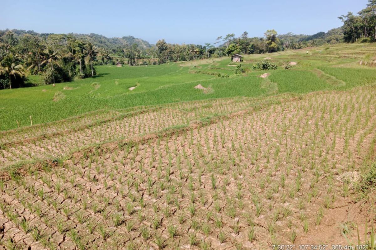 BPTPH Jabar: Petani di Garut mulai pompanisasi atasi kekeringan lahan 