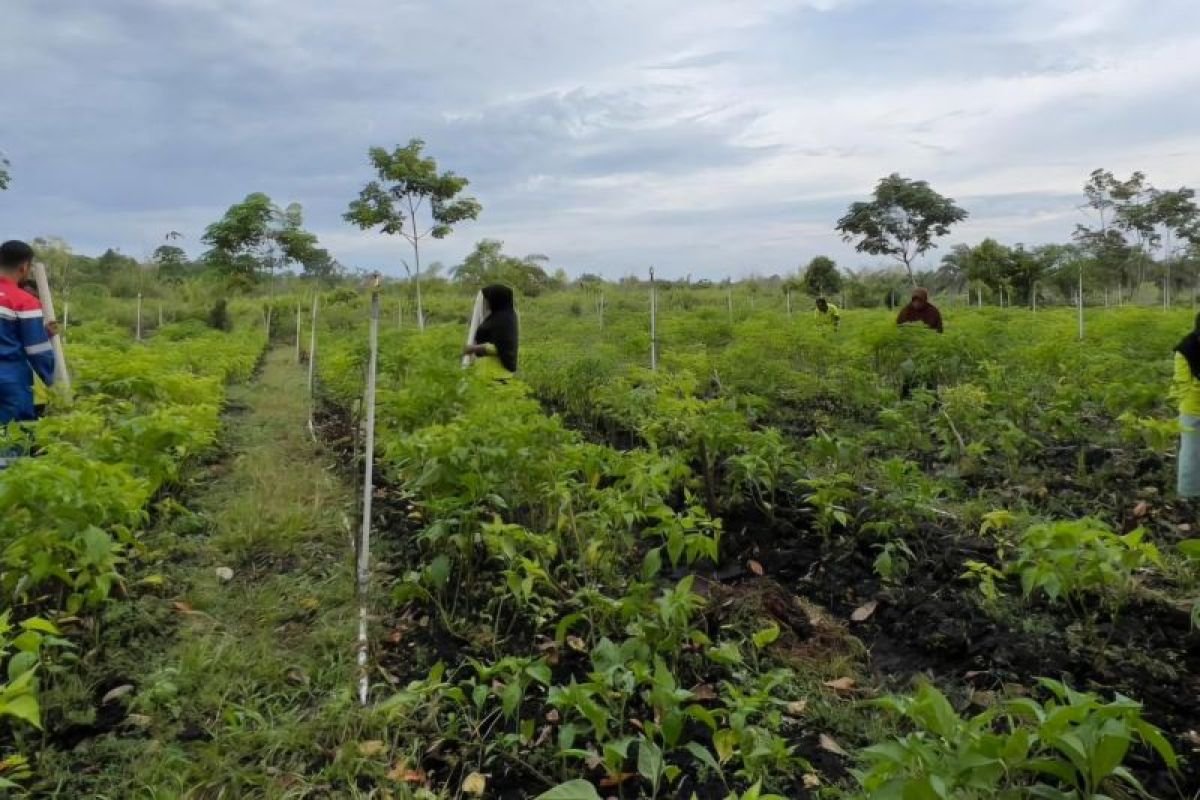 Kilang Pertamina sinergikan pertanian hortikultura lahan gambut